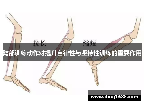 臂部训练动作对提升自律性与坚持性训练的重要作用